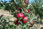 biodynamic apples