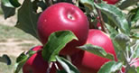 biodynamic jonathan apples