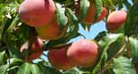 biodynamic peaches