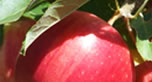 biodynamic pink lady apples